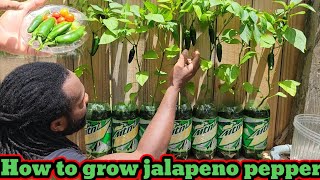 Tips on how to grow jalapeno pepper -   Step-by-step No Backyard Garden (harvesting day 😋)