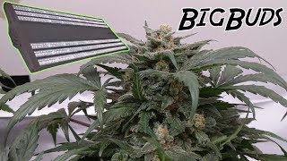 GROWING MASSIVE BUDS WITH LED GROW LIGHTS