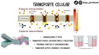 TRANSPORTE A TRAVÉS DE MEMBRANA PT. 1 CURSO DE BASES DE LA FISIOLOGÍA