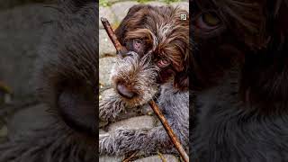 Quick Wirehaired Pointing Griffon Facts- The Dutch German French Pup - Animal a Day #shorts #animals