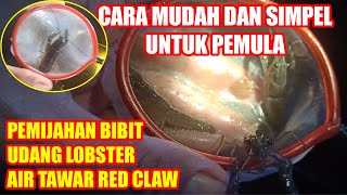 TEKNIK PEMIJAHAN BIBIT UDANG LOBSTER AIR TAWAR (RED CLAW) PEMULA_BUDI DAYA LOBSTER_PELUANG USAHA