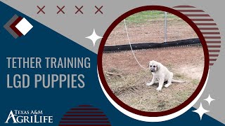 Tether Training LGD Puppies