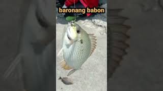 baronang fish super #mancinglaut #mancingikan #fishing #eastjavaindonesian #mancingpinggiran