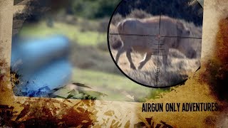 Warthog with a Big Bore Airgun - South Africa Series, Episode 1