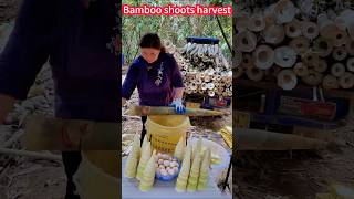 Bamboo shoot picking skills! One knife one section, Delicious。 竹筍採摘技巧！一刀一節，鮮美可口