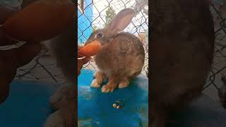 Bunny cute.#music #piano #rabbitt #mammal #beautiful #cute #houserabbit #pet #bunny