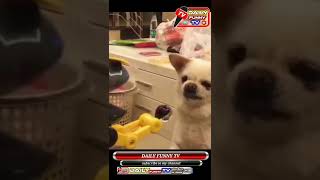 funny doges /cute pappy videos