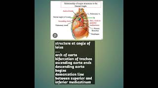 thoracic vertebrae landmarks|anatomy shelf notes|fcps part-1 preparation forum| cpsp BCQUES