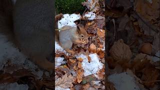 Опять прячем с Бусинкой орешки в лесу❄⛄🤗❤🐾😋🌰🐿🌳 #белка #белочка #squirrel #animals #дружба #животные