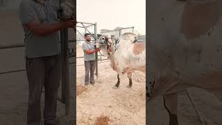 top gir bull Kanhaiya || top gir breeding farm in haryana