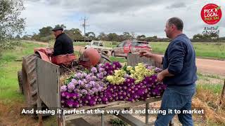 Introducing a South Australian Flower Farm - M&B Flowers! 🌷