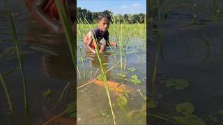 Wow! Amazing Village boy catching big Ruhu fish by hand in Beel water #catching_fish #hand_fishing