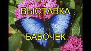 Butterfly Show - Выставка Бабочек