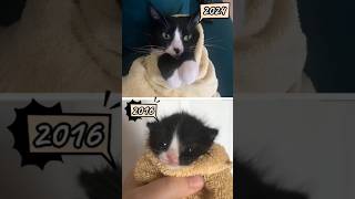 Kitten in the towel story || #catmeme #catsoftiktok