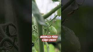 Menunggu Panen Tomat Cherry #youtubeshorts #shorts #tomato #tomatcherry #panentomat #berkebun