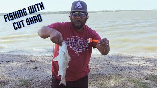 White Bass Fishing during the spawn Plus a Magic Trick