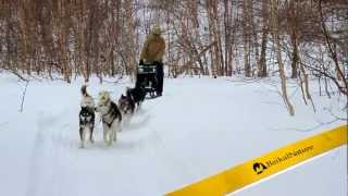 Kamchatka Dog Sledding Trip - BaikalNature