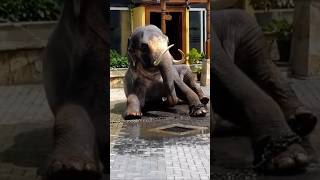 Raju boy🐘💦|Like & Subscribe #raju #tusker #kandy #like #subscribe #lokibeasts