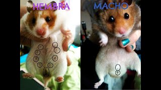 Como diferenciar machos y hembras en hámster herbos ratas y ratones🐹