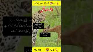 Tiger 🐅 Vs deer 🦌|Qudrat Allah ki|#islamicshorts #shorts#trendingshorts #viralshorts#trend #animals