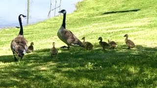 Canada Goose is not that friendly when goslings are near by