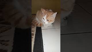 Anak Kucing Dan Bapak Kucing Oren!#shorts