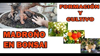 🔴MADROÑO en BONSAI, CULTIVO Y FORMACIÓN (arbutus unedo) - ejemplar YAMADORI 🌱🌱🌱