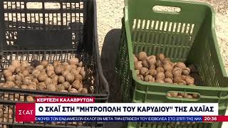 ΚΑΡΥΔΙΑ ΚΕΡΤΕΖΗ ΚΑΛΑΒΡΥΤΩΝ