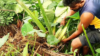 kiri Ala recipes  :  amazing healthy  Sri lankan food  Cooking by village boy and mother , කිරි අල