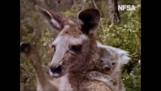 SKIPPY montage