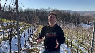 La Neve Porta Pericoli per la Vigna?