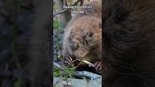 Top-3 Little Known Facts About Beaver  #animals #nature #beavers