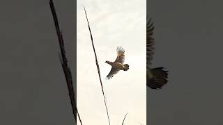 #hunting #wingshooting #uplandhunting #shotkam #partridge #chakwal