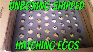 Unboxing Shipped Hatching Eggs