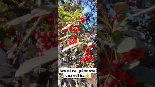 Arueiras da pimenta vermelha 👍 #nature