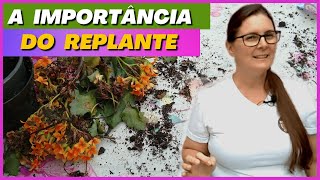 🔴 Sempre faça o REPLANTE de sua planta nova | Manutenção das calandivas #fortuna  #replante