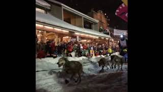 Pedigree Stage Stop Sled Race Jackson Hole