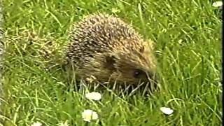 Avon Wildlife Trust Hogline 1988