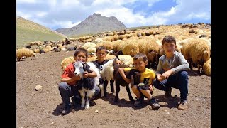 Nomad Iran | singing traditional song | walking with sheeps