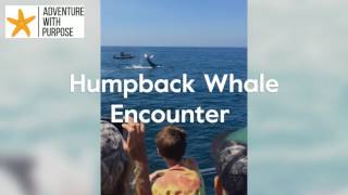 Humpback Whale Encounter