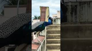 #short incredible sounds of peacock #animal #trending