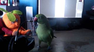 Big Love, Parrot, love with headphones