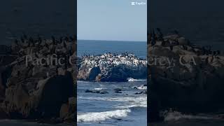 Love wildlife? Pacific Grove will give you the Nat Geo live experience you’ve been missing 🐋🌎