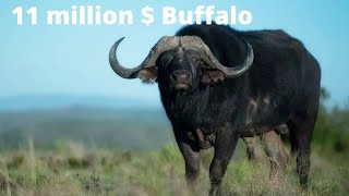 MOST EXPENSIVE BUFFALO IN THE WORLD