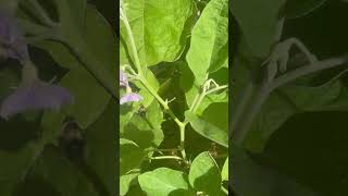 Enjoying this little guy while he is helping pollinate my eggplant. #pollinators #bees #garden