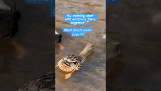 Duck show😍#lovebirds #ducks #love #viral #youtubeshorts #trending #naturelovers #shortsfeed