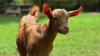 Split Creek Farm Royal Golden Guernsey Goats