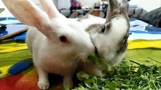 A Story Tale Of 2 Bunnies | Pet Story