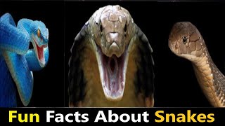 Snakes Facts: Top 10 Mind Blowing, Unbelievable, Interesting And Random Fun Facts About Snakes