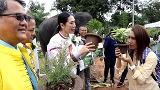 ปางช้างแม่สา ร่วมมือ ม แม่โจ้ และสมาคมกาแฟและชาไทย ผลิตกาแฟจากปุ๋ยขี้ช้างครั้งแรกของโลก